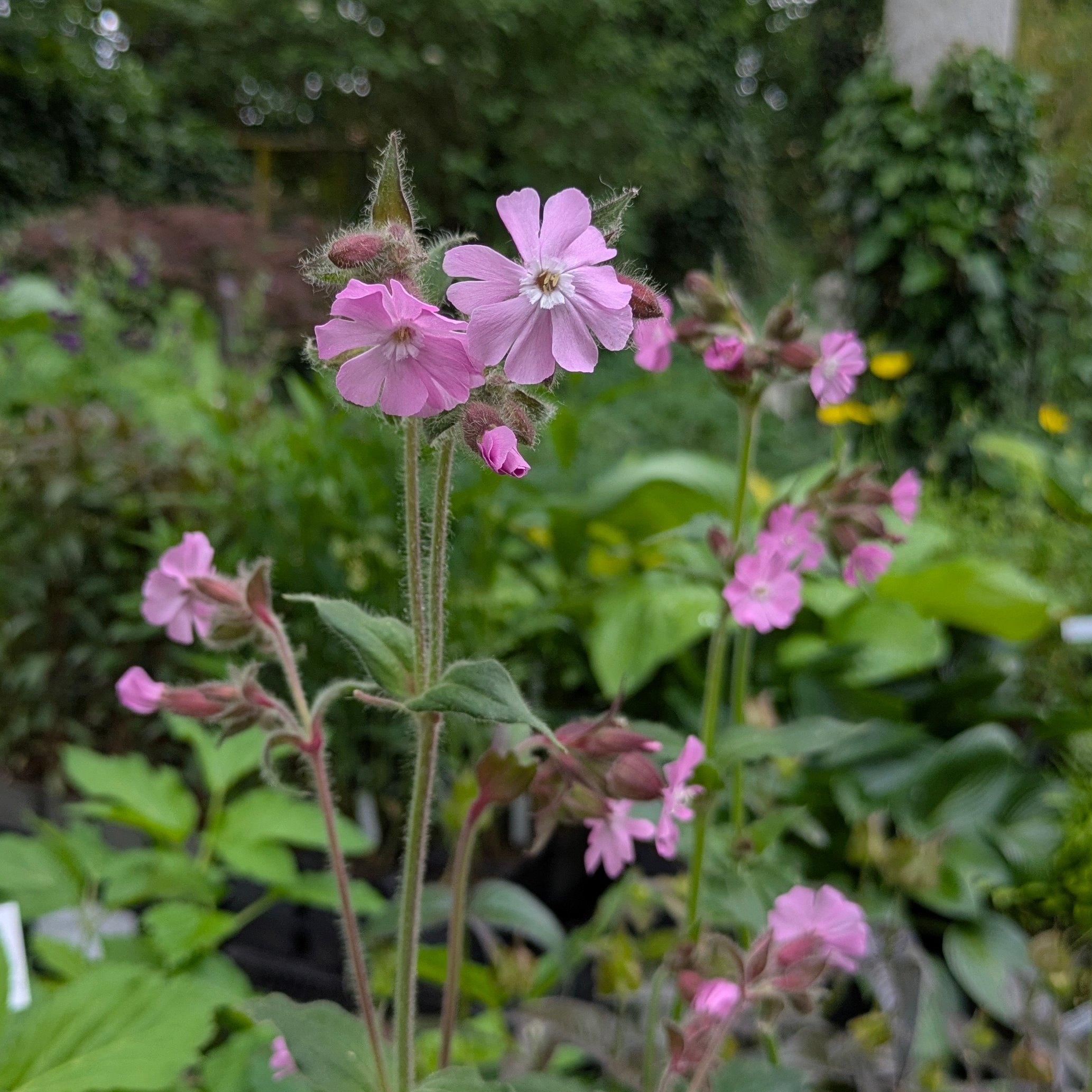 Silene dioica