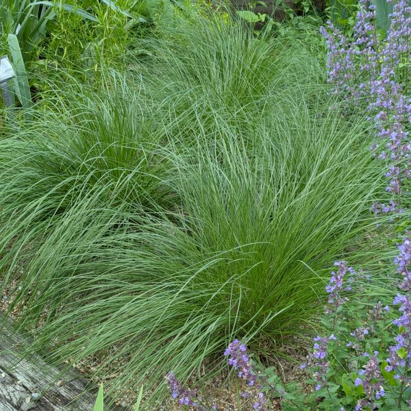 Sporobolus heterolepis