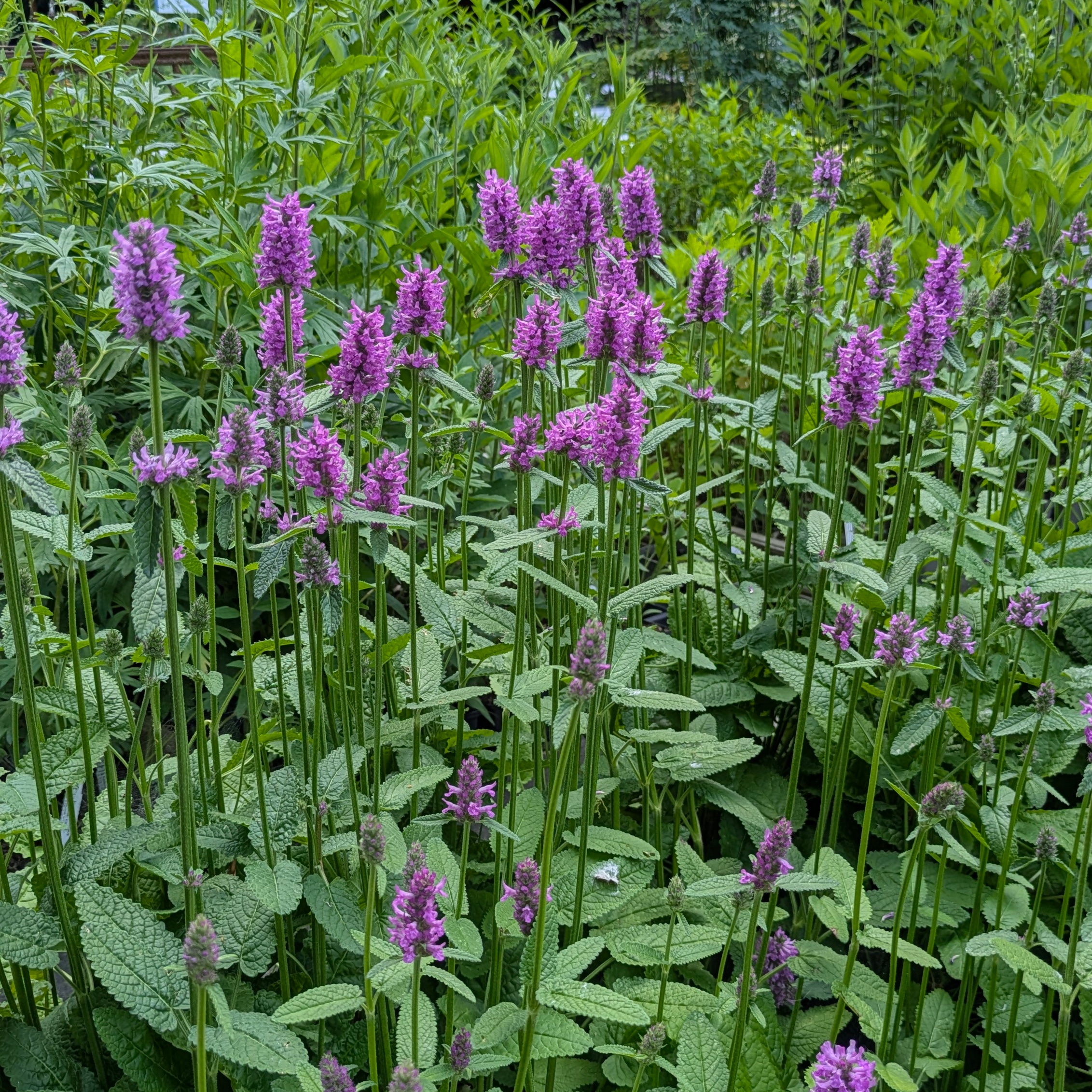 Stachys (=Betonica) monnieri 'Hummelo' – Bild 3