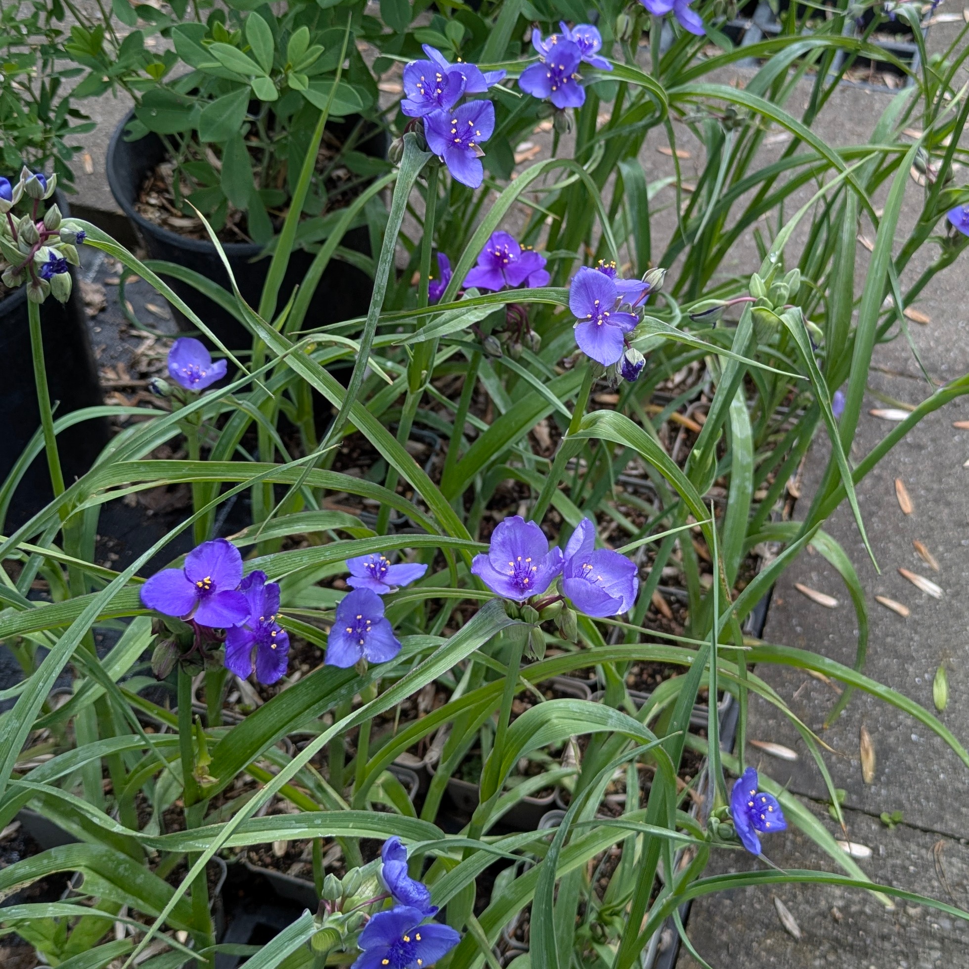 Tradescantia ohiensis