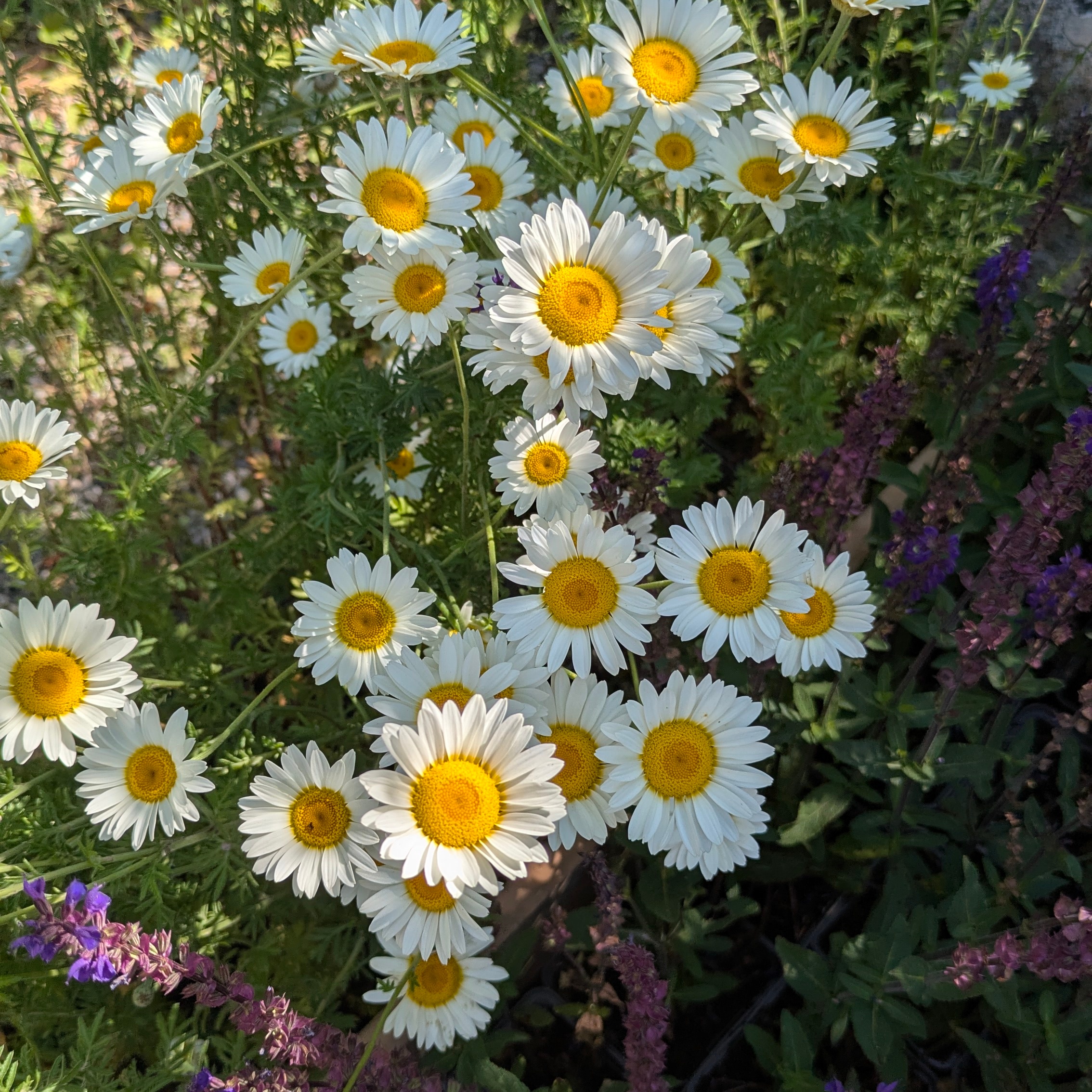 Anthemis tinctoria 'Sauce Hollandaise'