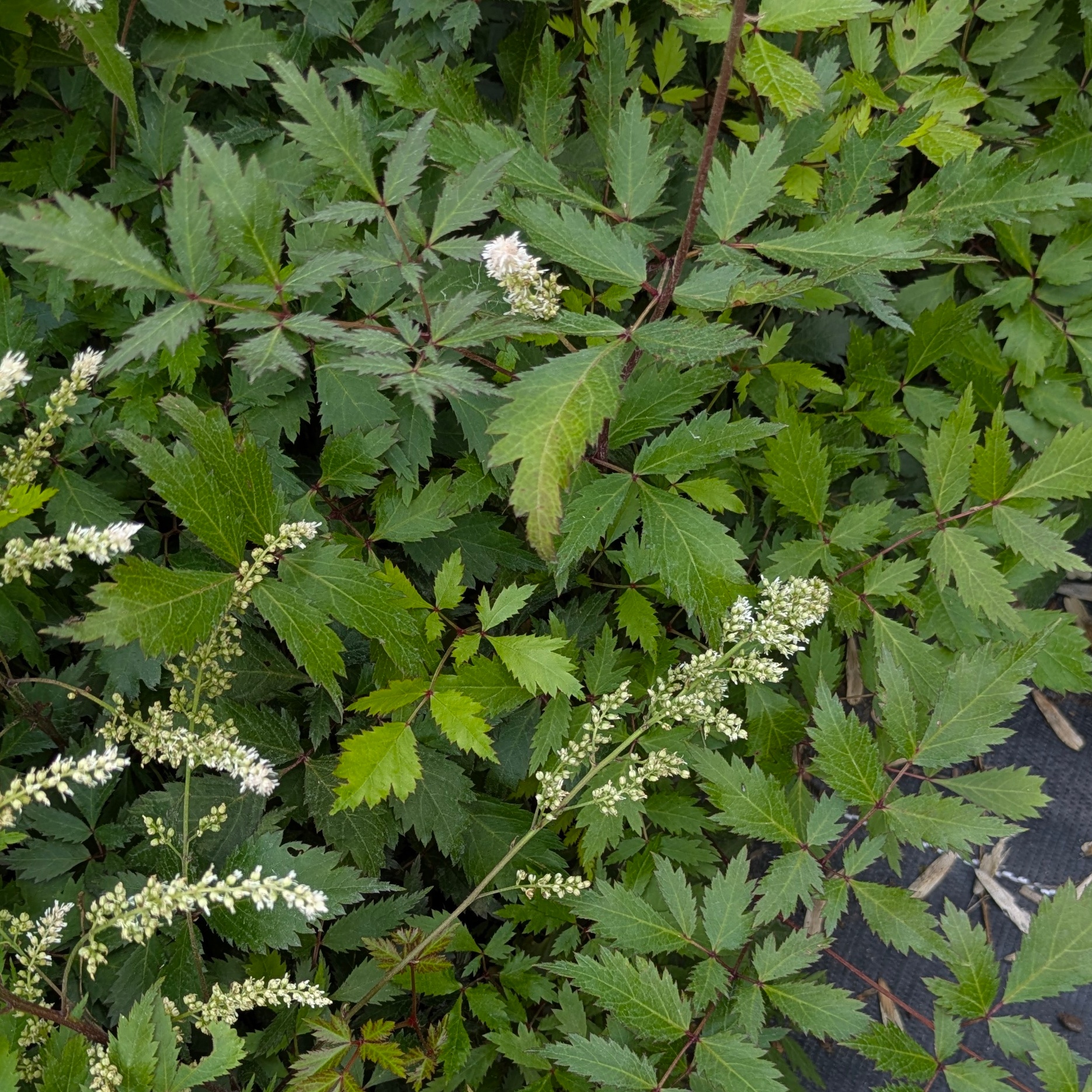 Astilbe Japonica-Hybr. 'Bronzelaub'
