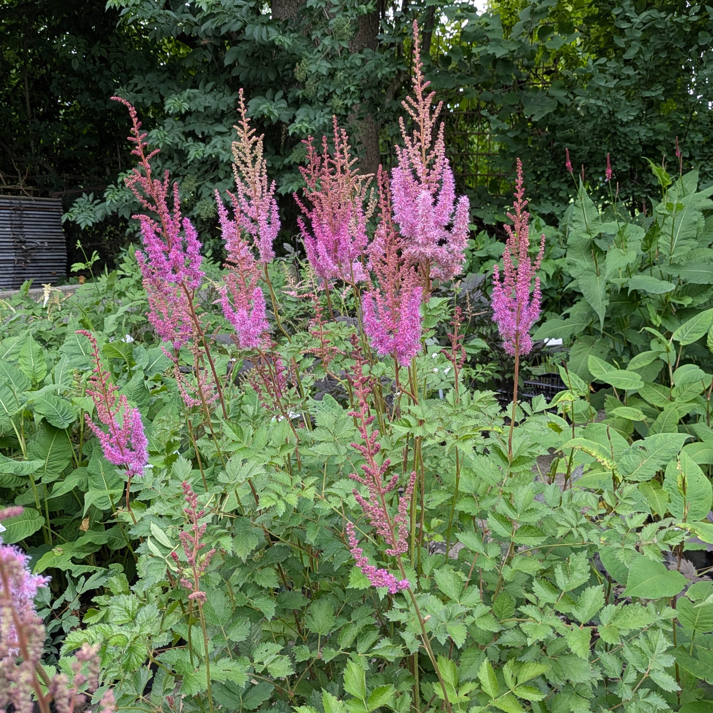 Astilbe chinensis var. taquetii 'Purpurlanze'