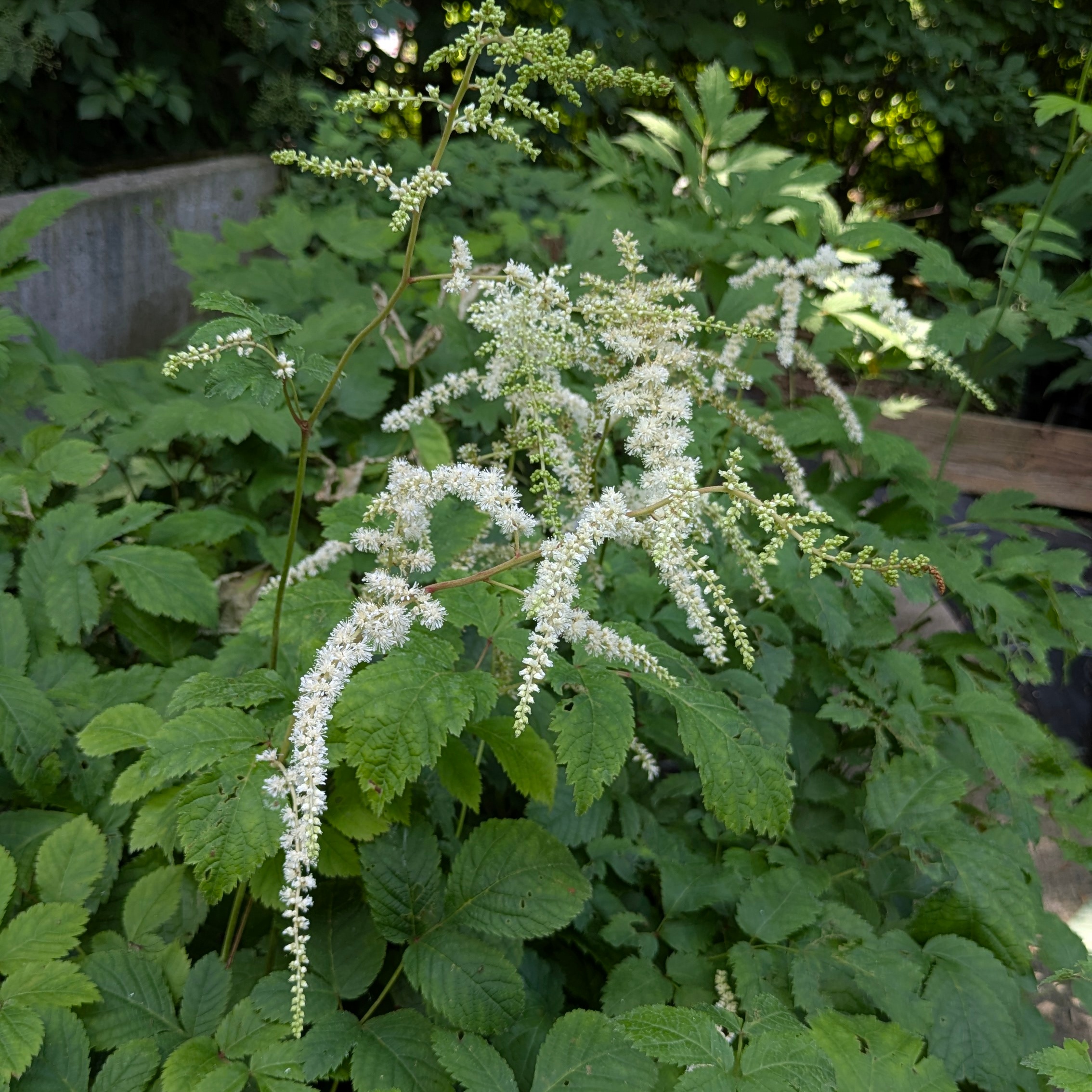 Astilbe Thunbergii-Hybr. 'Van der Wielen'