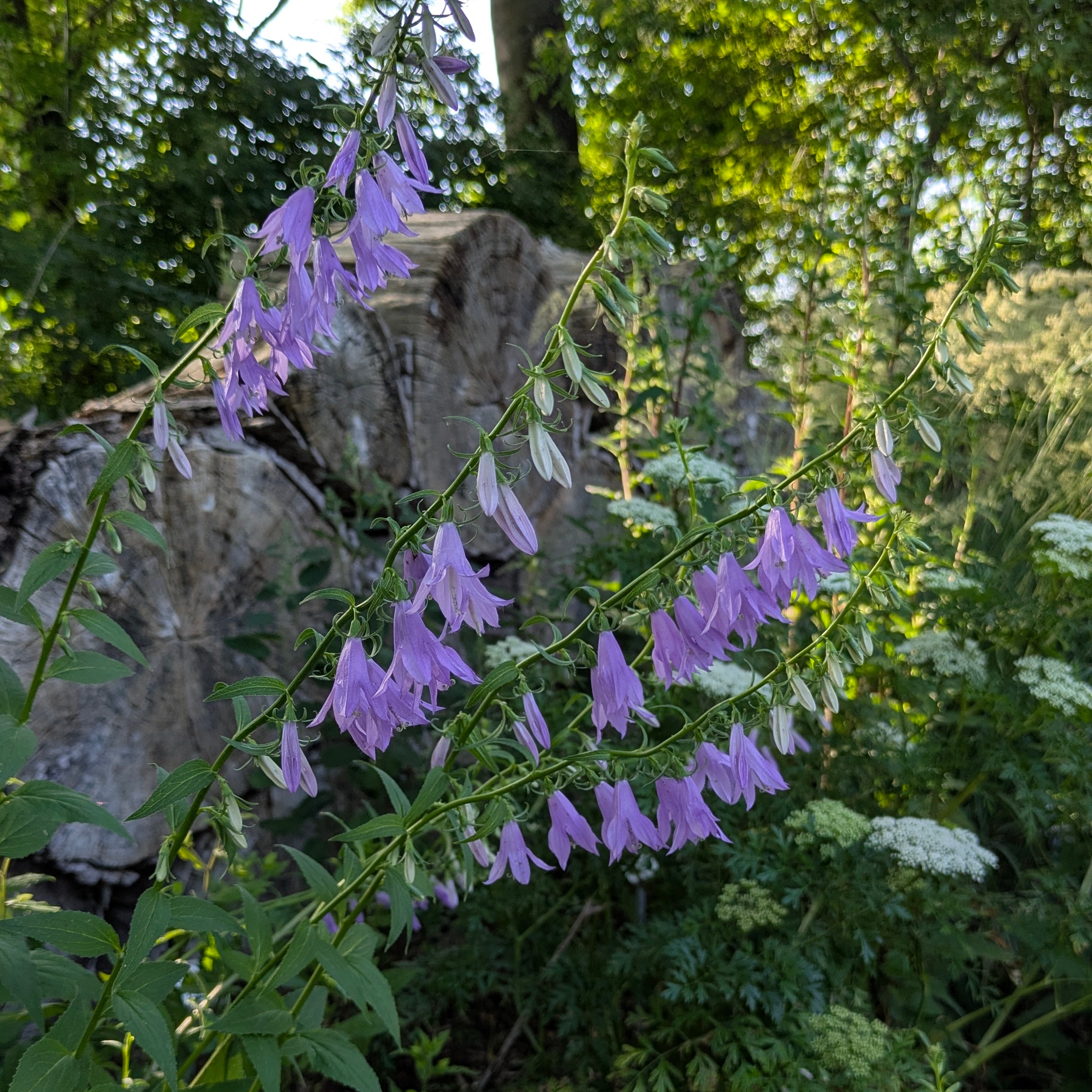 Campanula rapunculoides