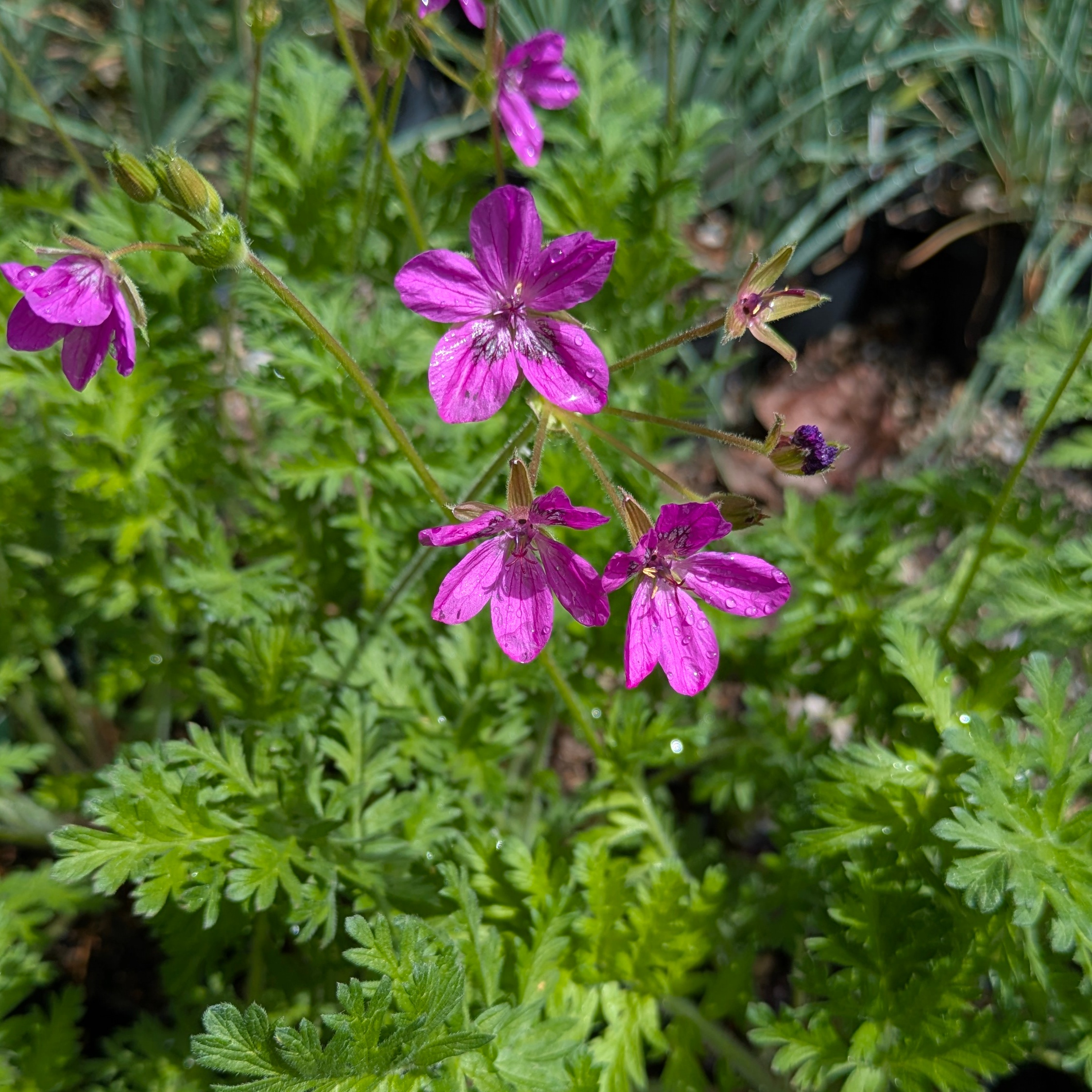 Erodium x hybridum