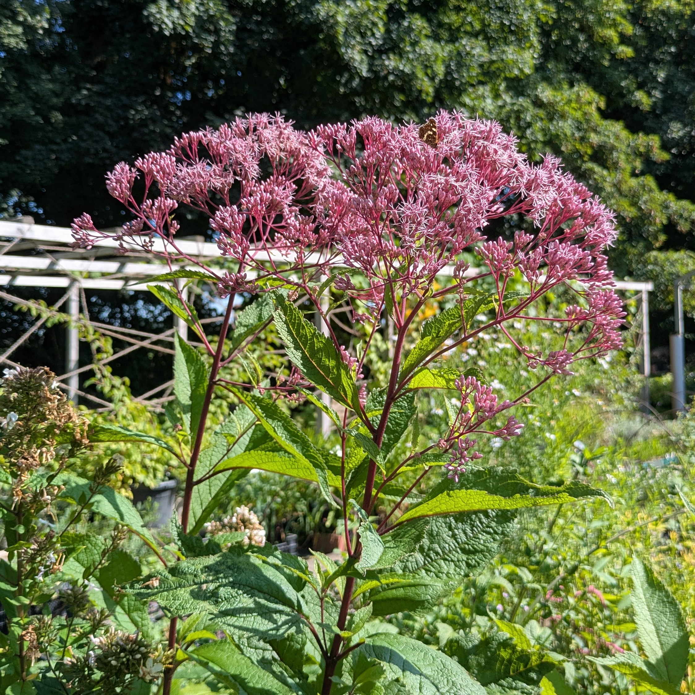 Eupatorium fistulosum 'Augustrubin'