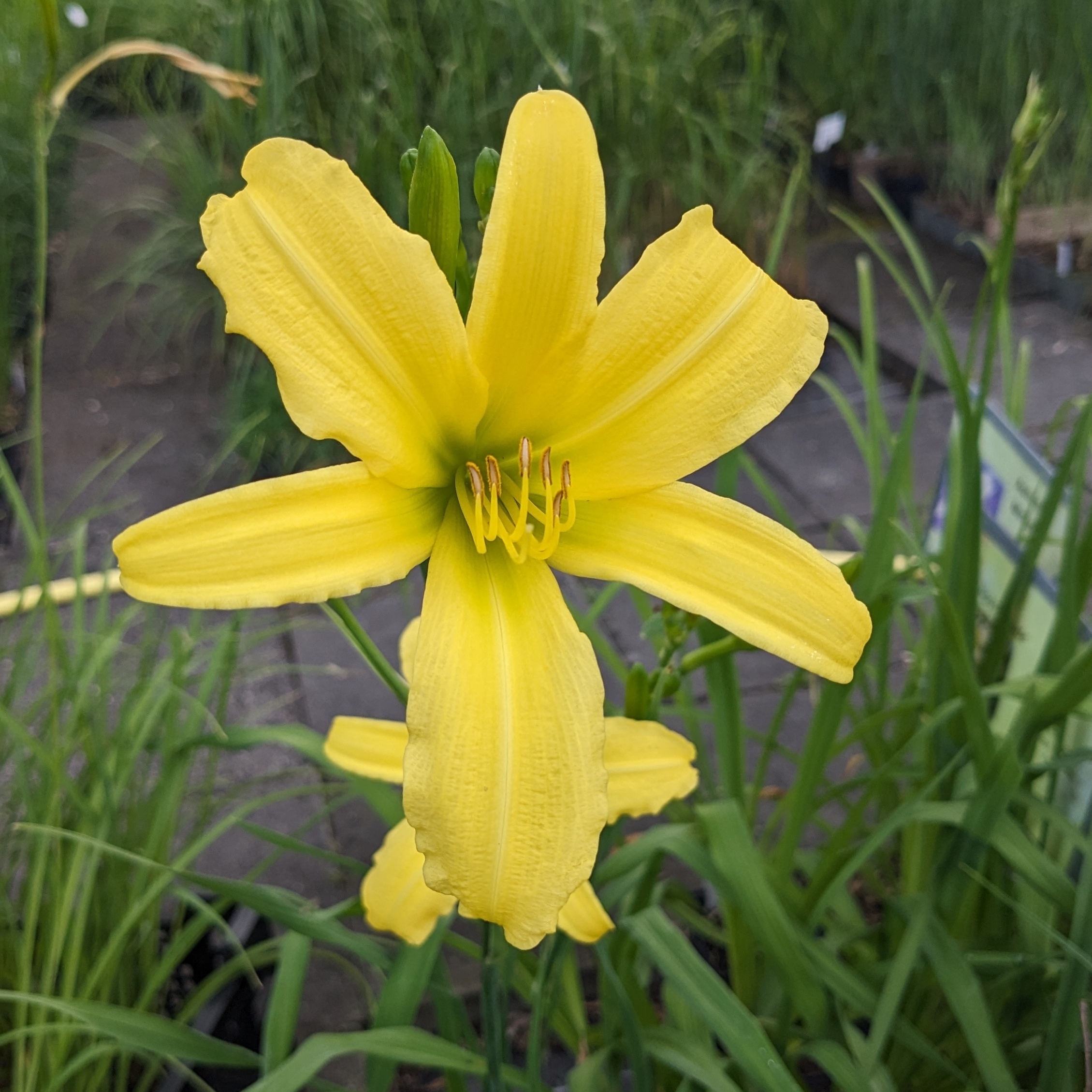 Hemerocallis 'Augustfreude'