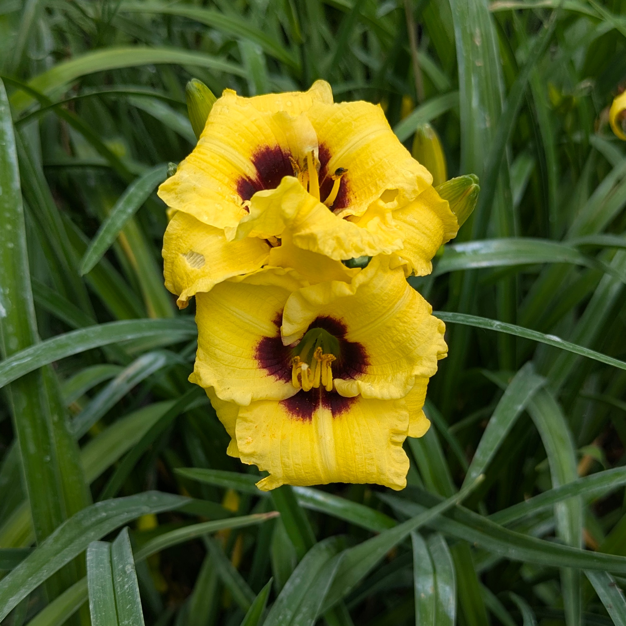 Hemerocallis 'Little Bumble Bee'
