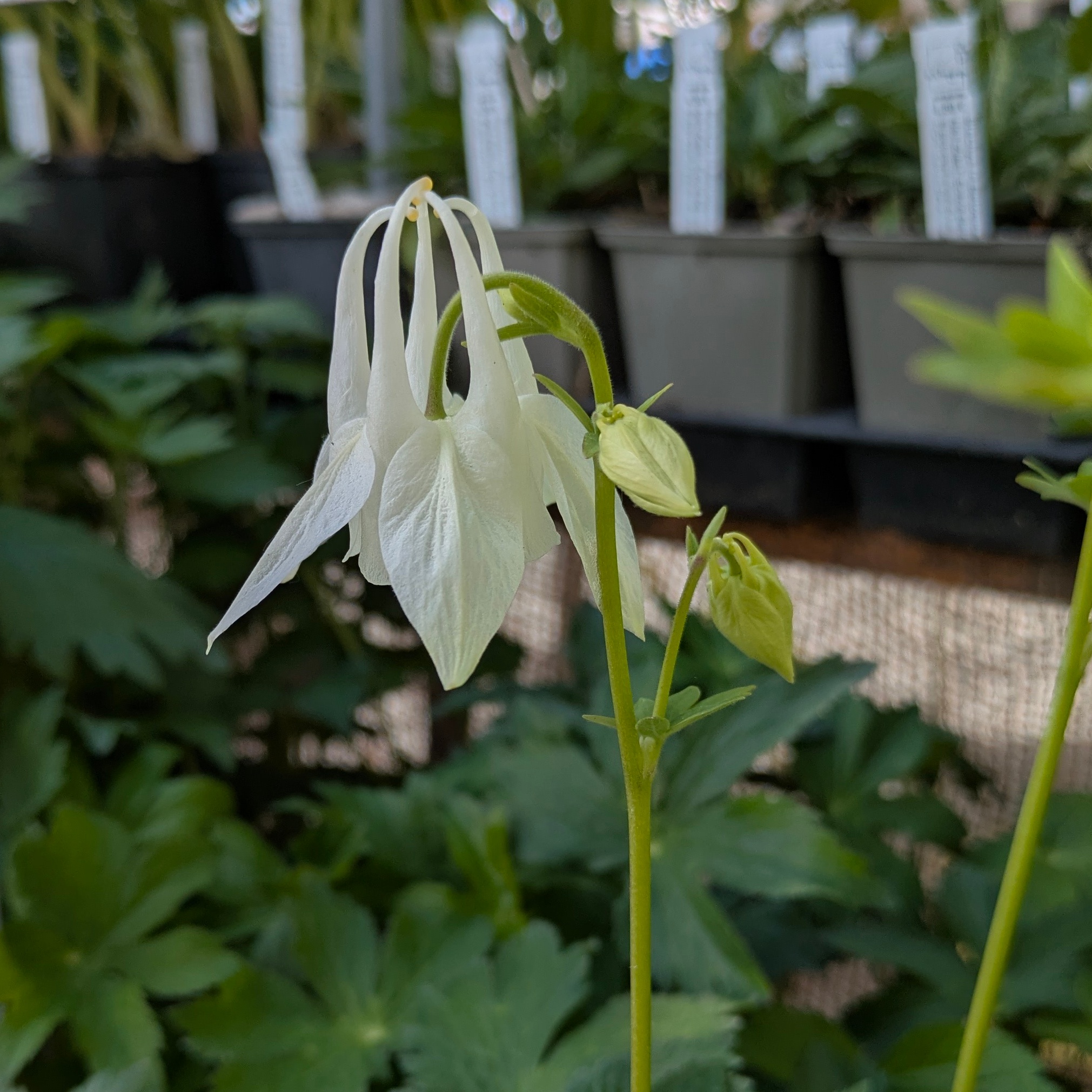Aquilegia vulgaris 'Alba'