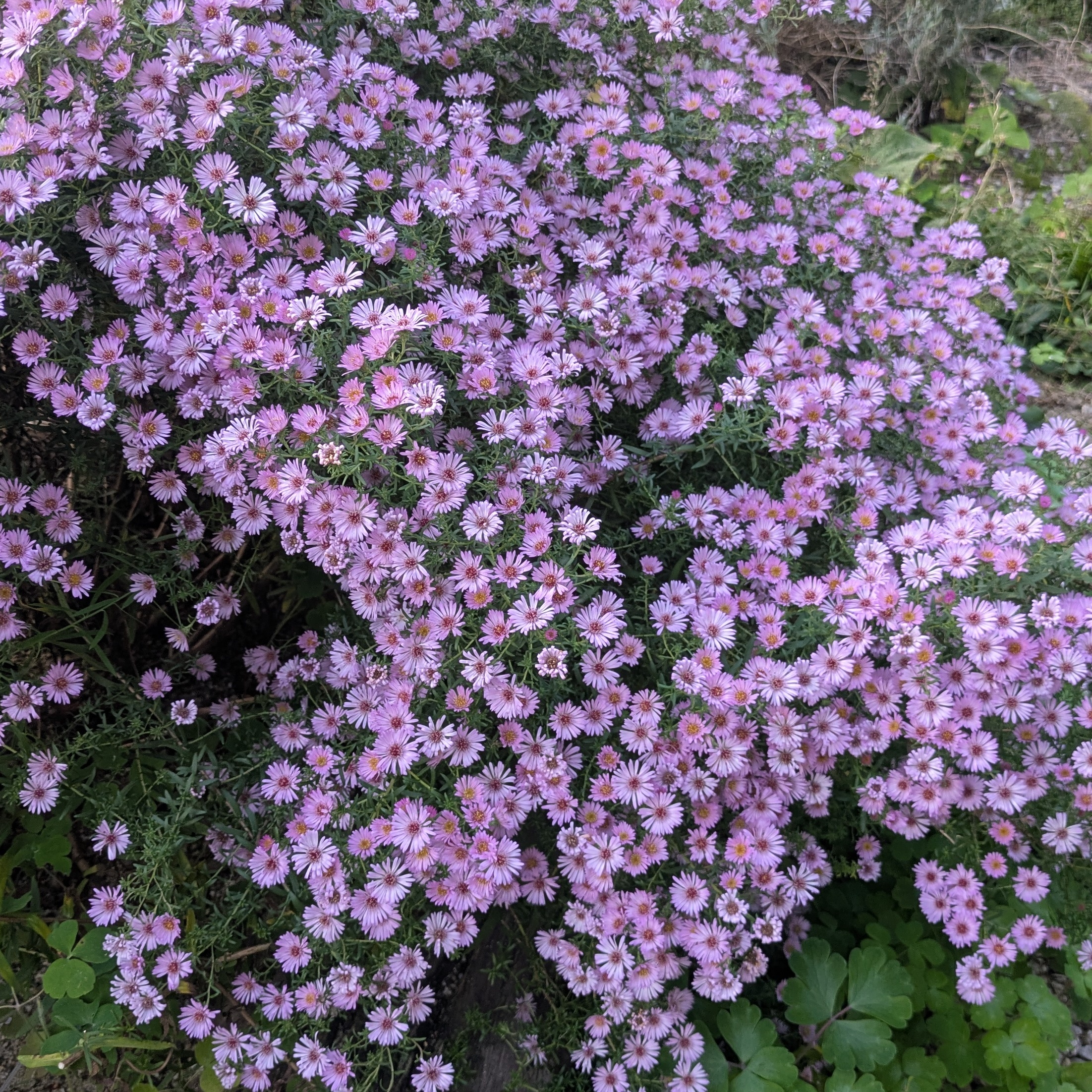 Aster ericoides 'Rosa Raureif'