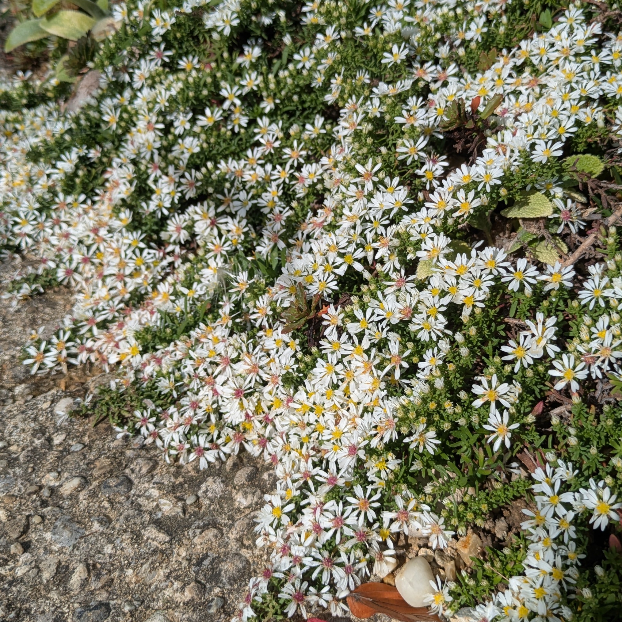 Aster ericoides/pansus 'Snow Flurry'