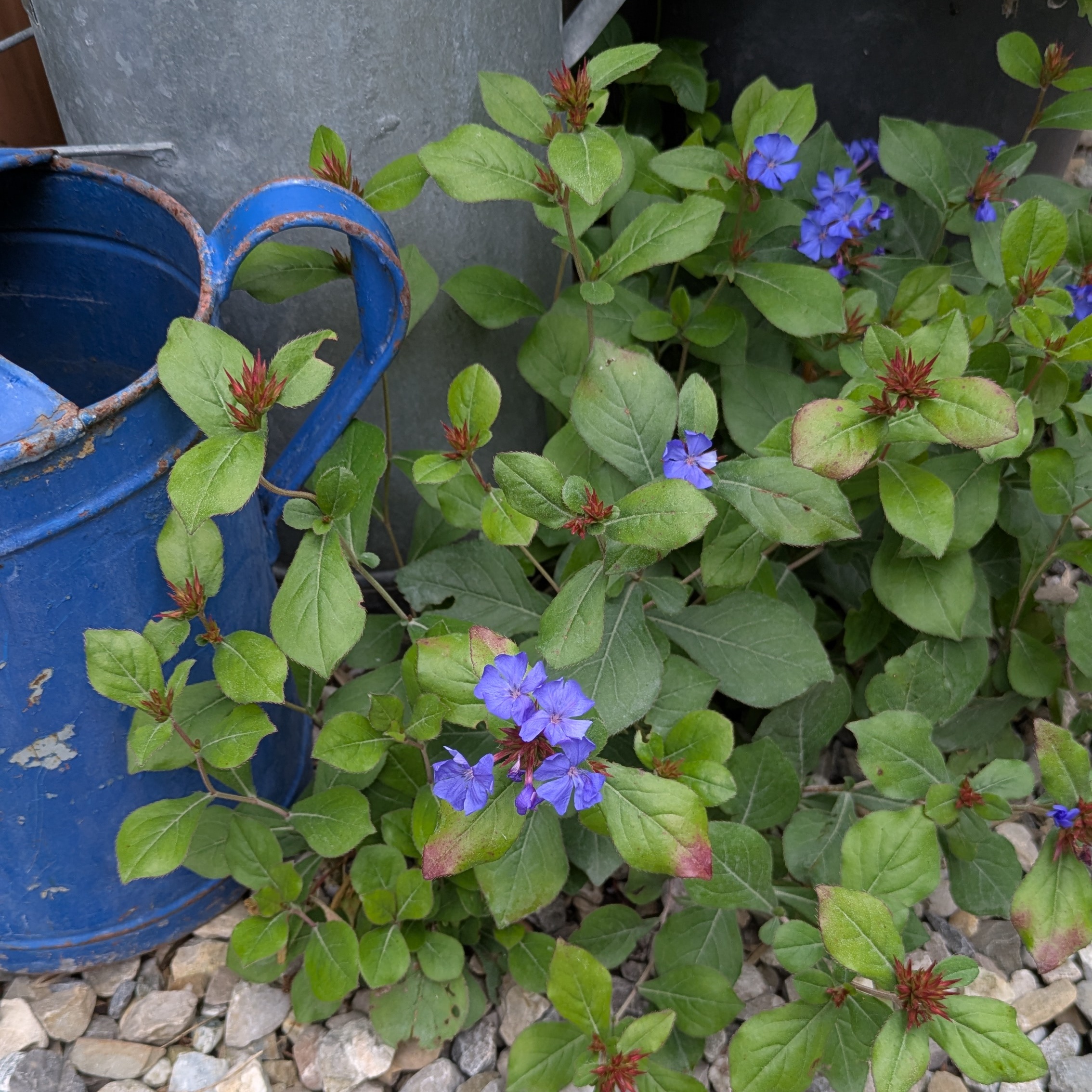 Ceratostigma plumbaginoides