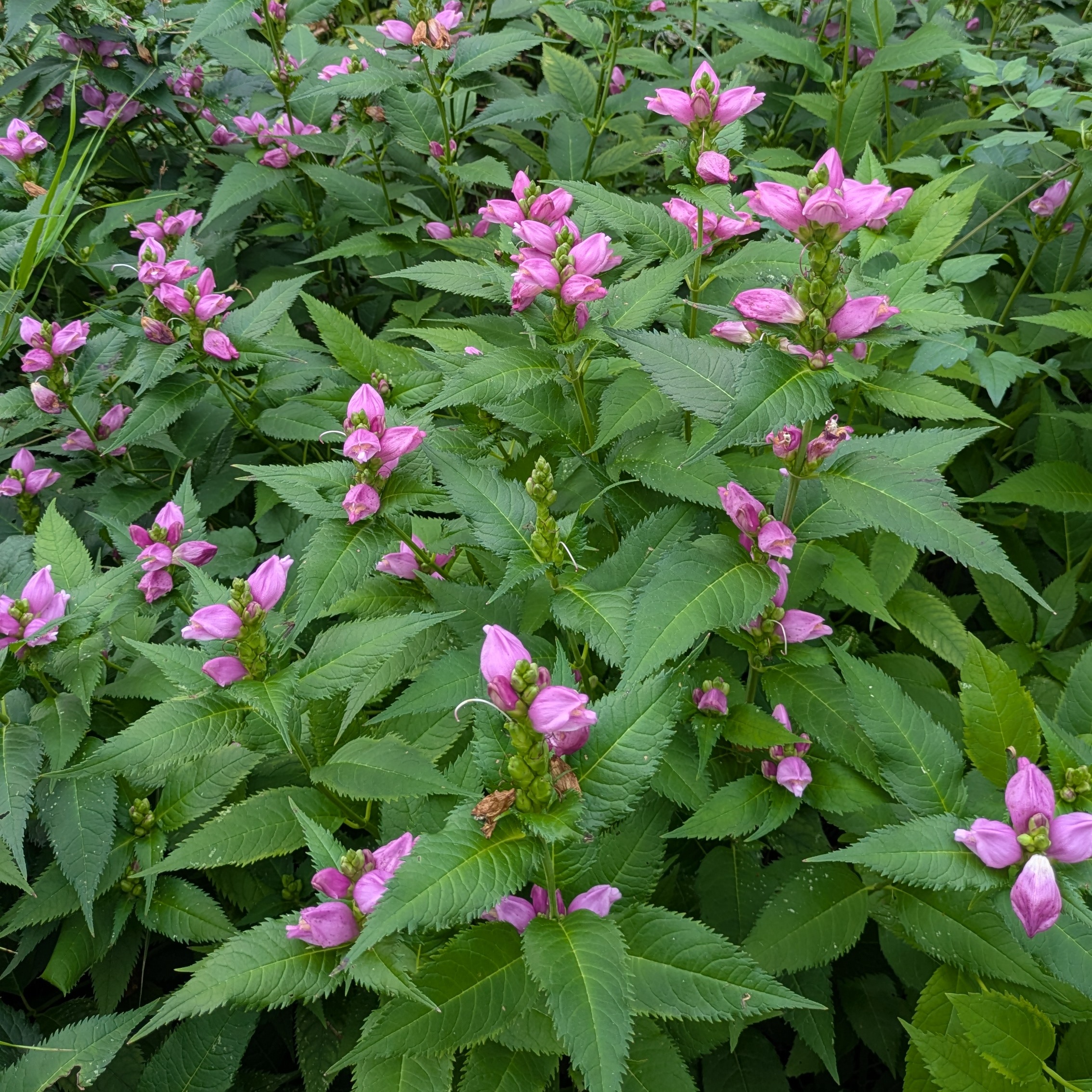 Chelone obliqua