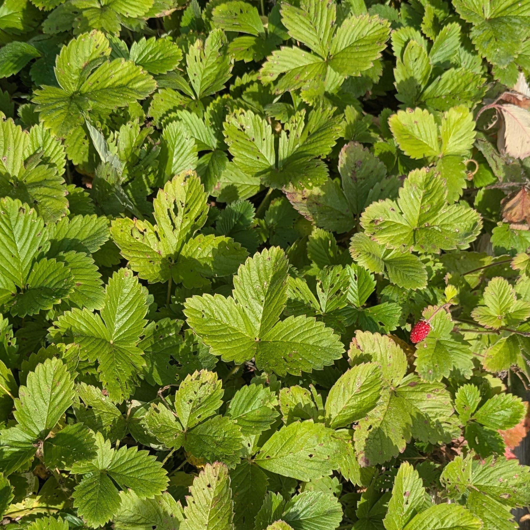 Fragaria vesca