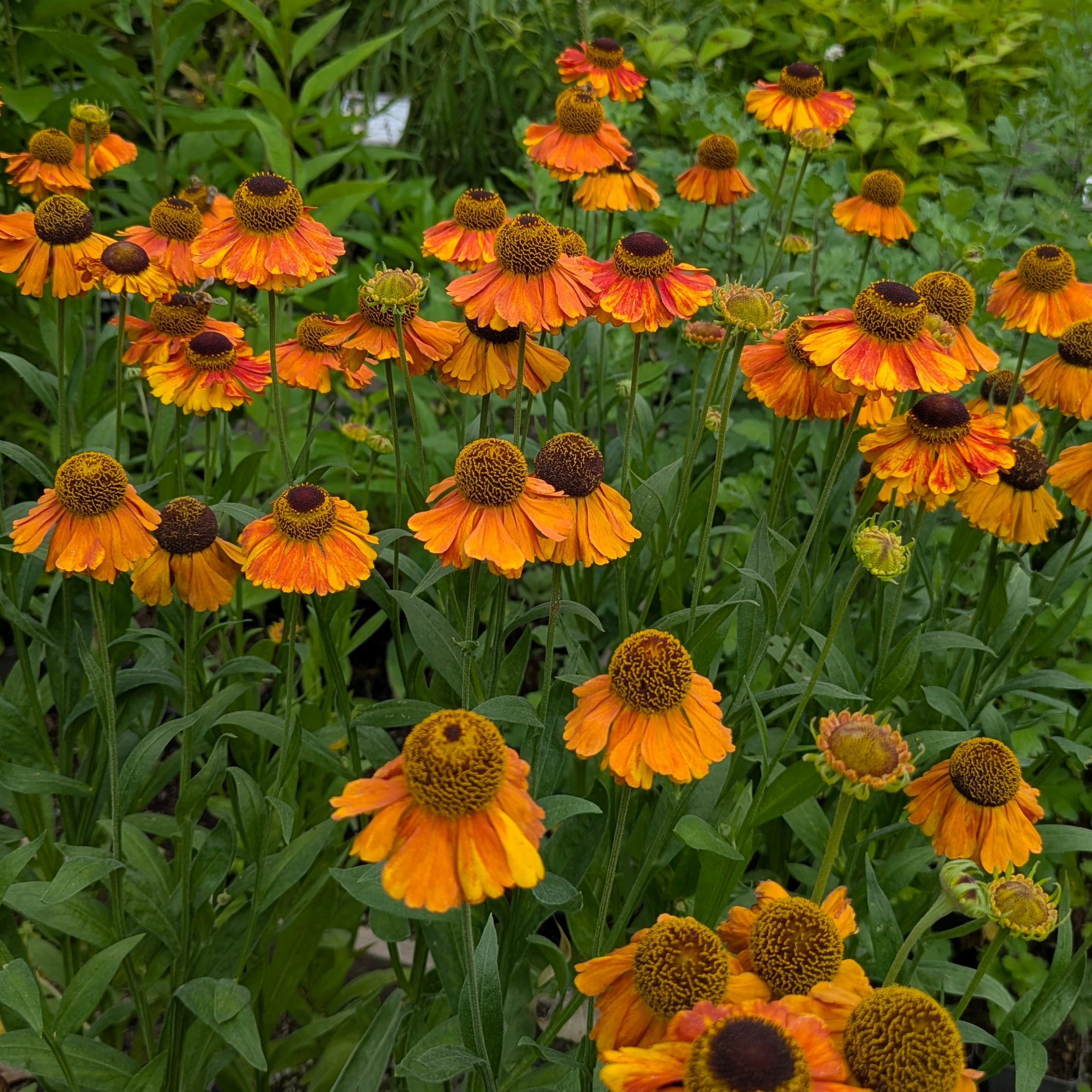 Helenium 'Sahin's Early Flowerer'