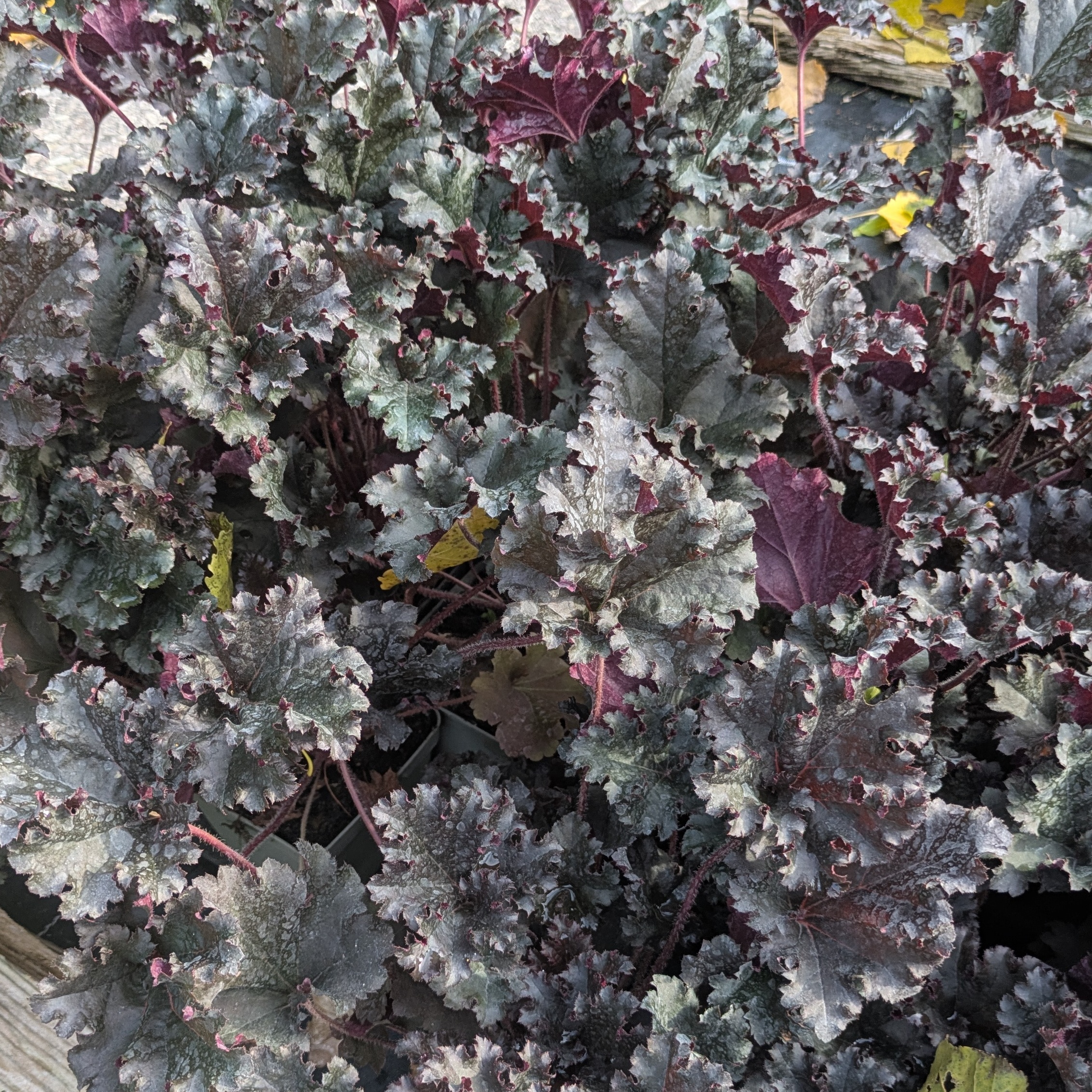 Heuchera 'Dark Secret'