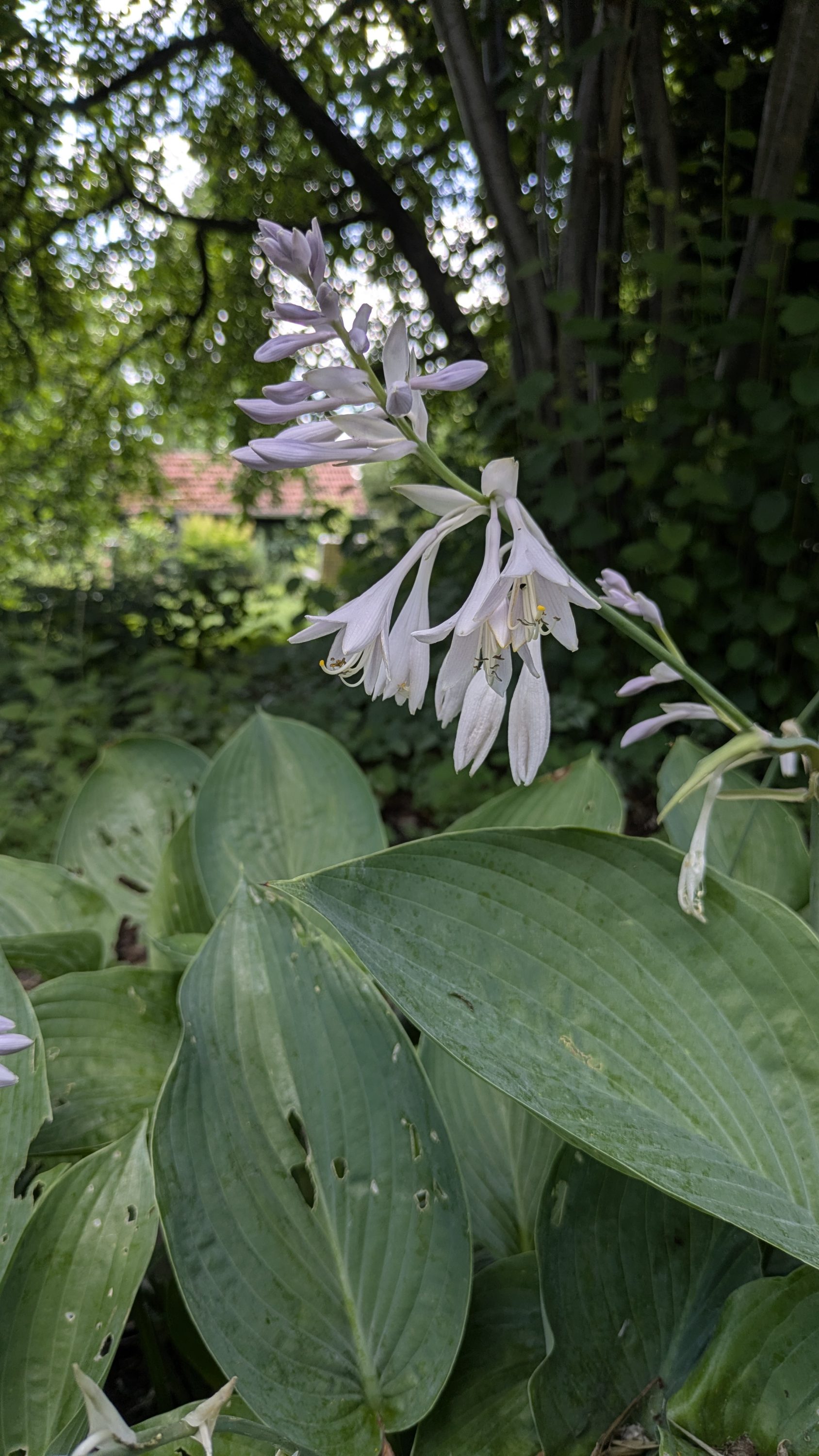 Hosta 'Empress Wu' ®