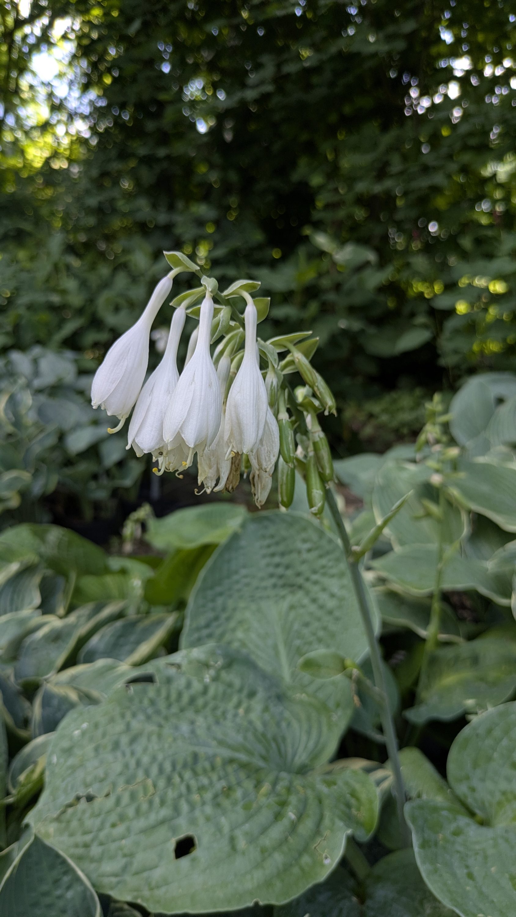Hosta sieboldiana 'Elegans'