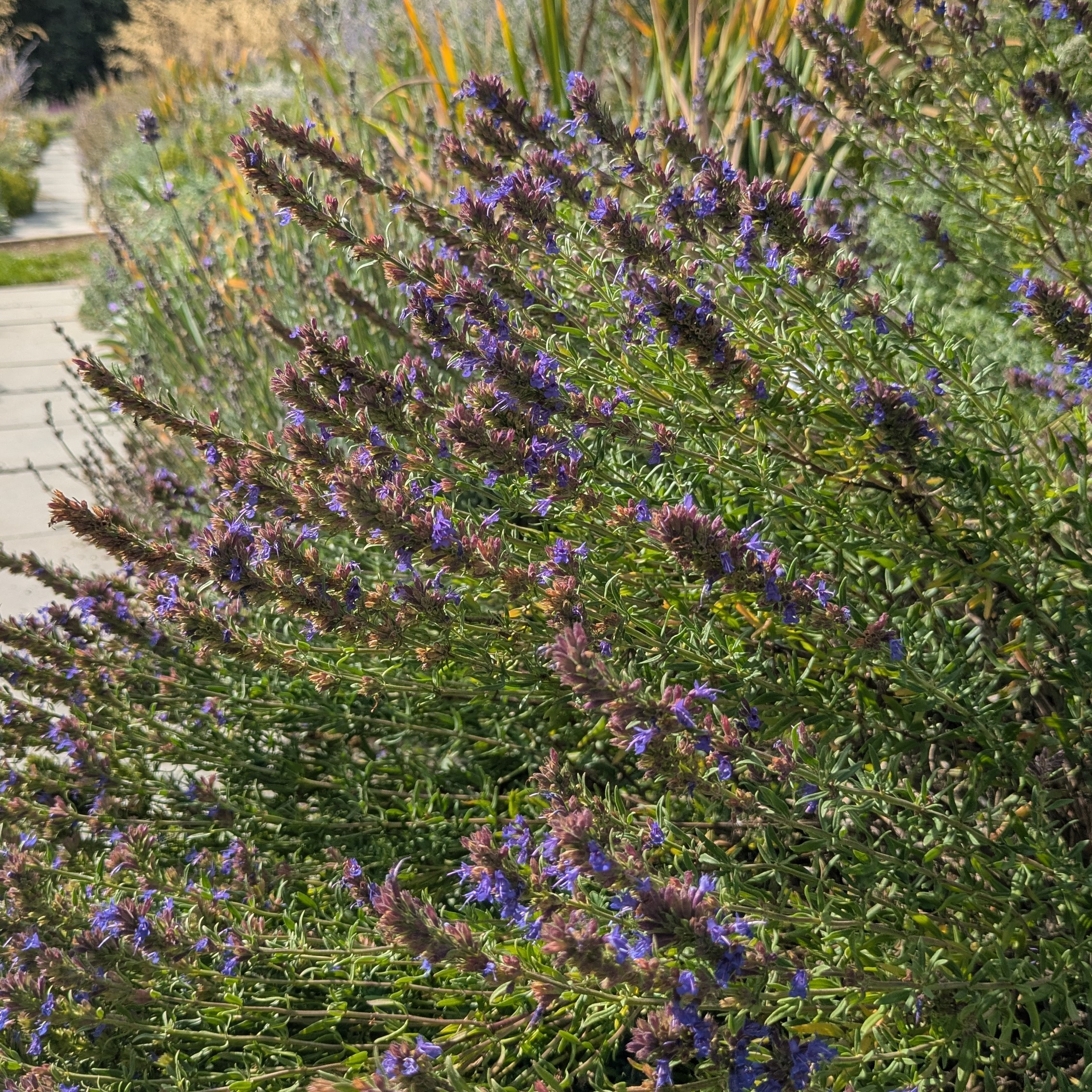 Hyssopus officinalis