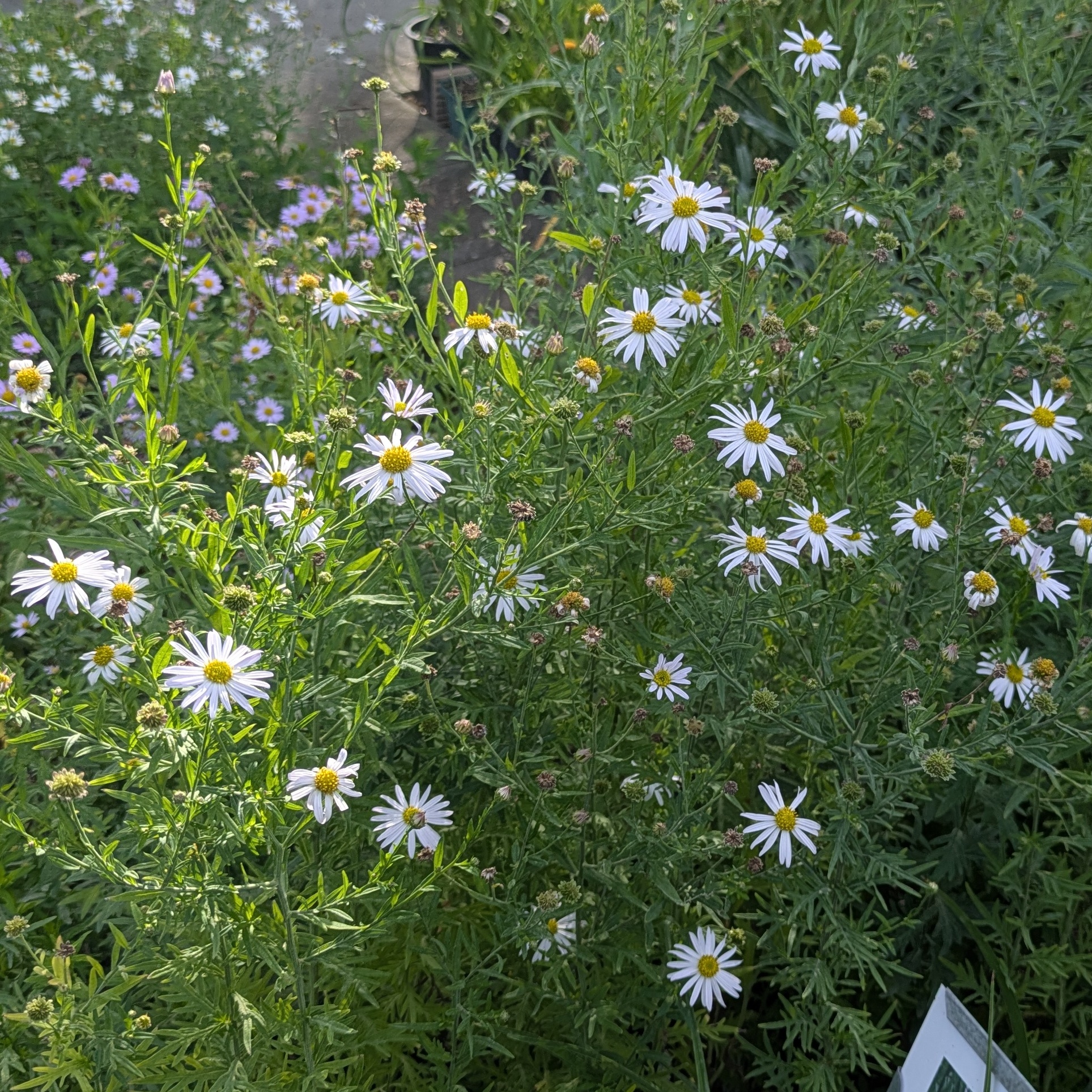 Kalimeris mongolica 'Mon Jardin'