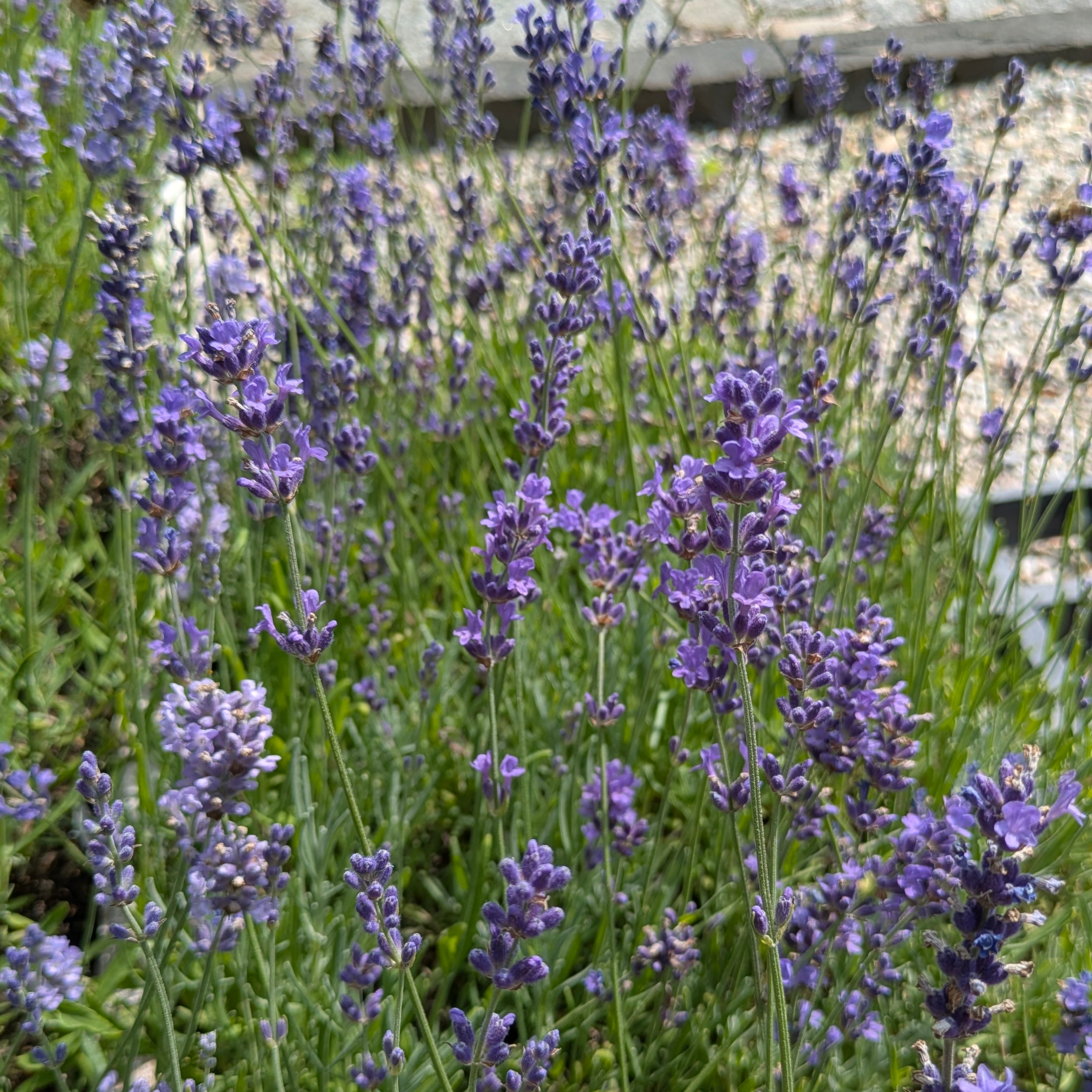 Lavandula angustifolia 'Siesta'