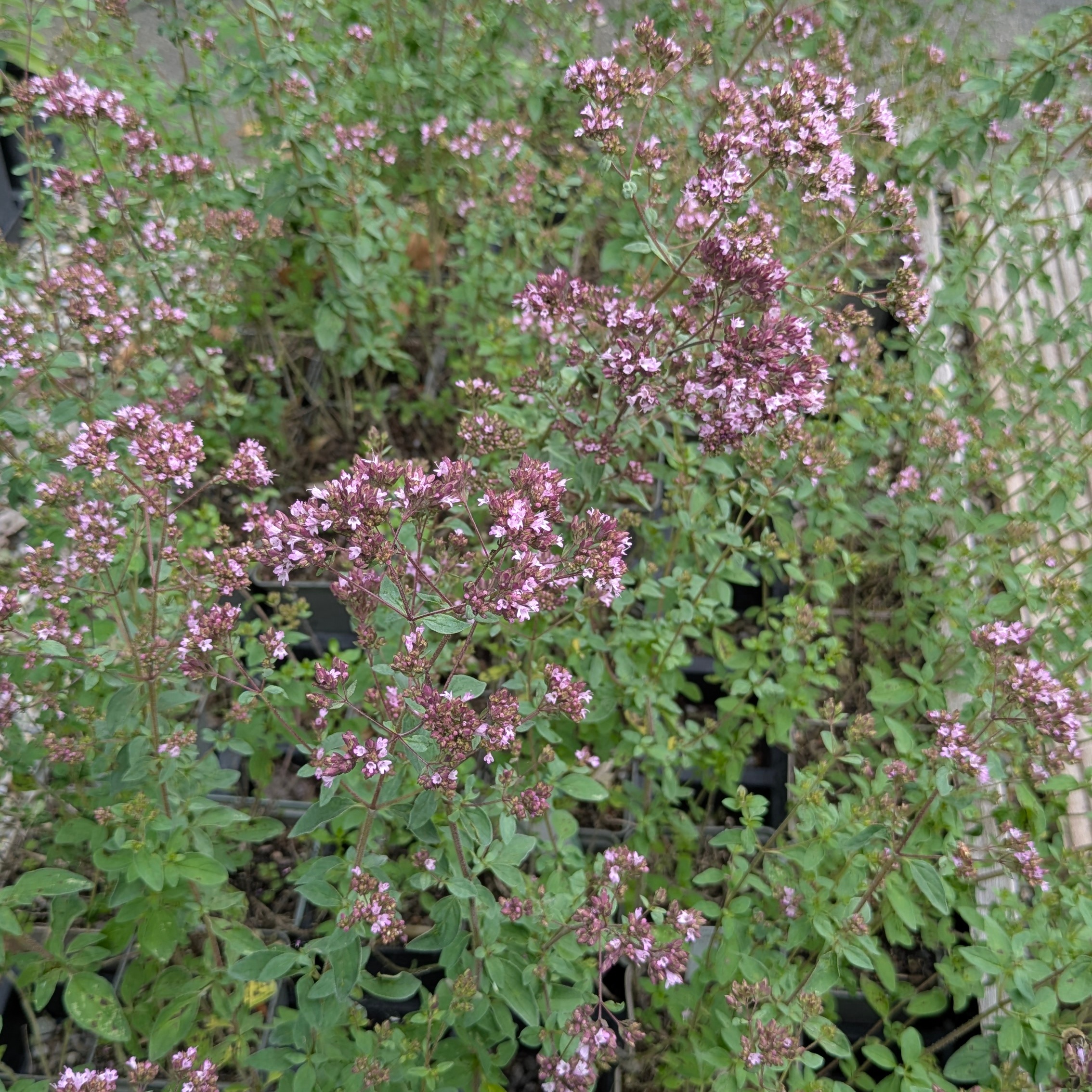 Origanum Laevigatum-Hybr. 'Herrenhausen'