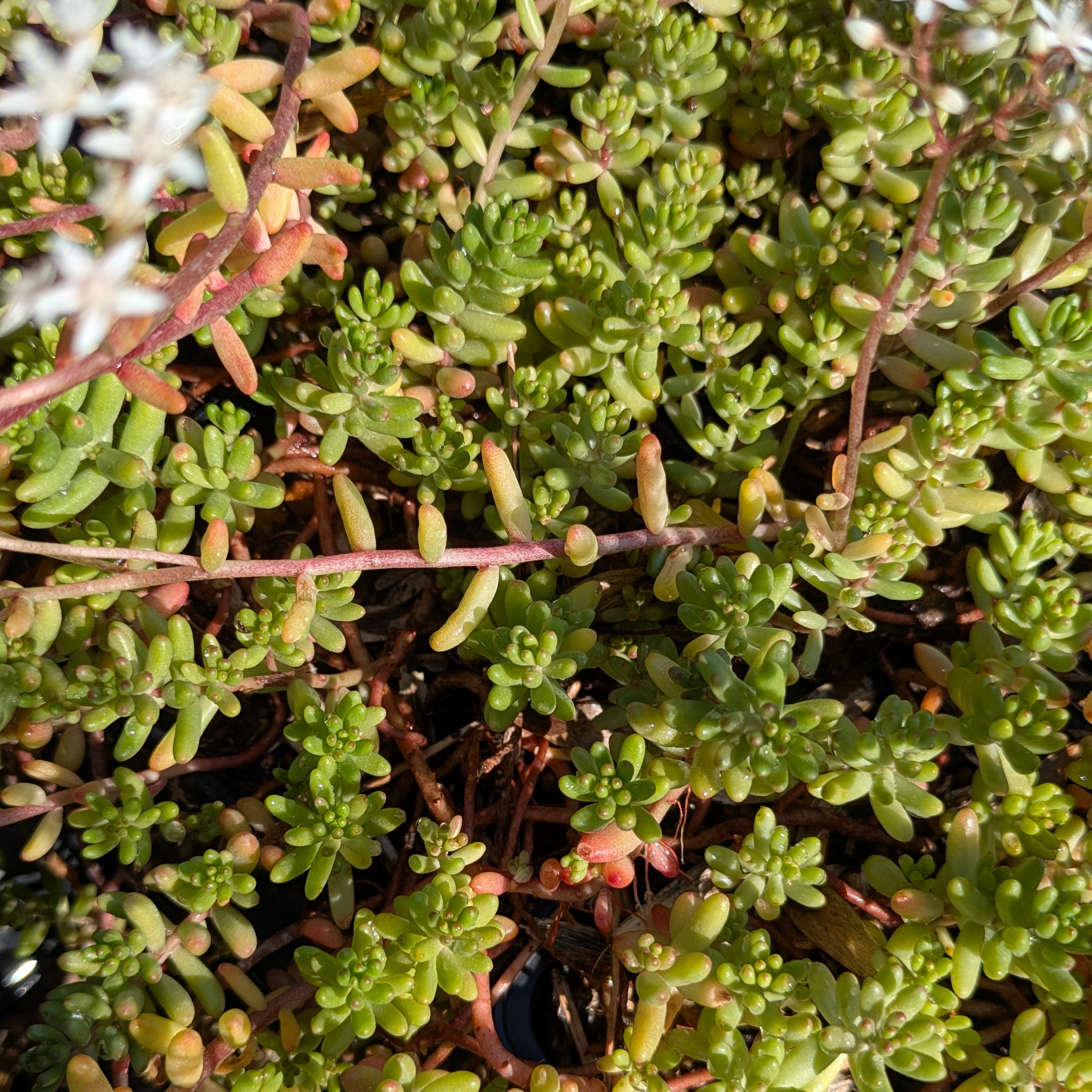 Sedum album