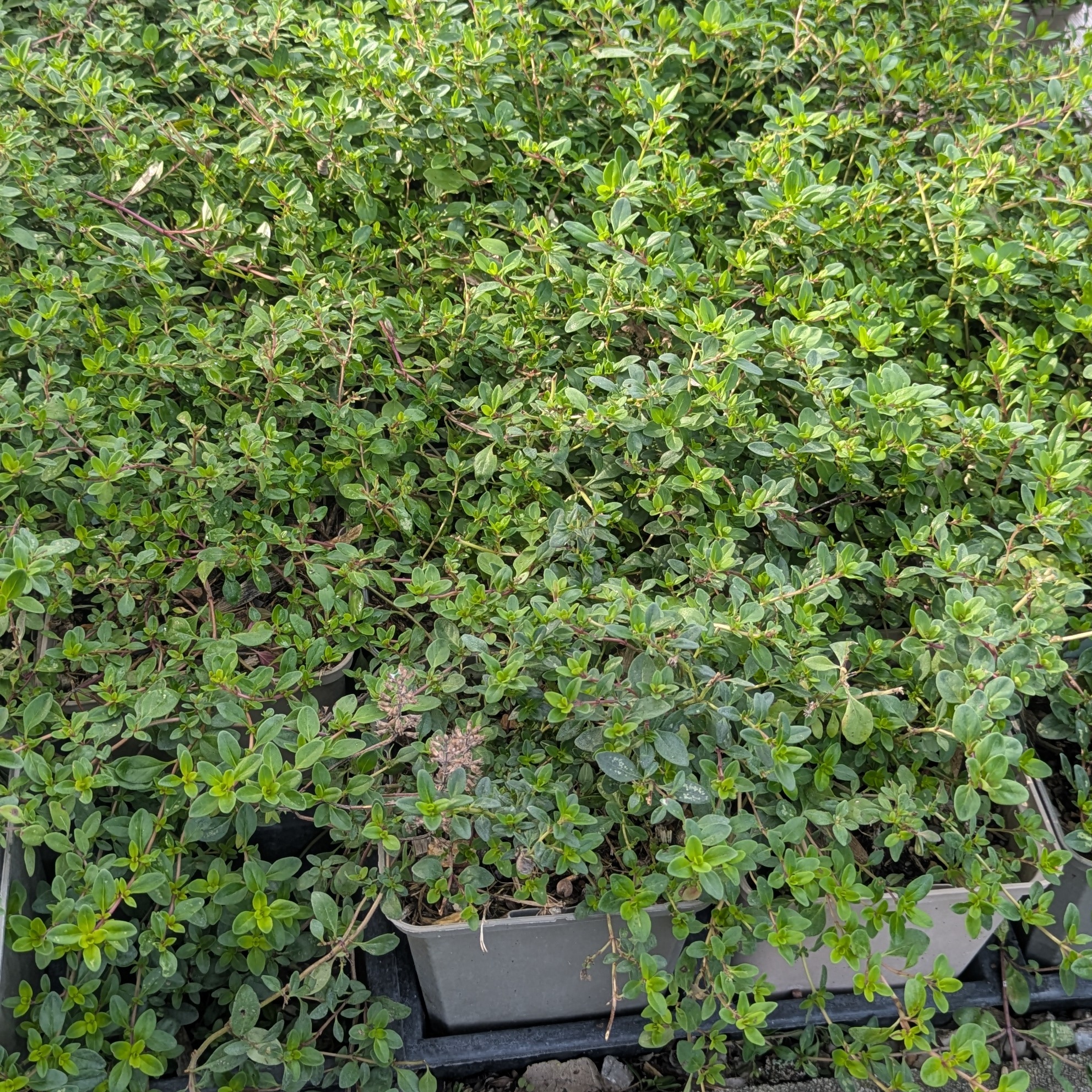 Thymus pulegioides