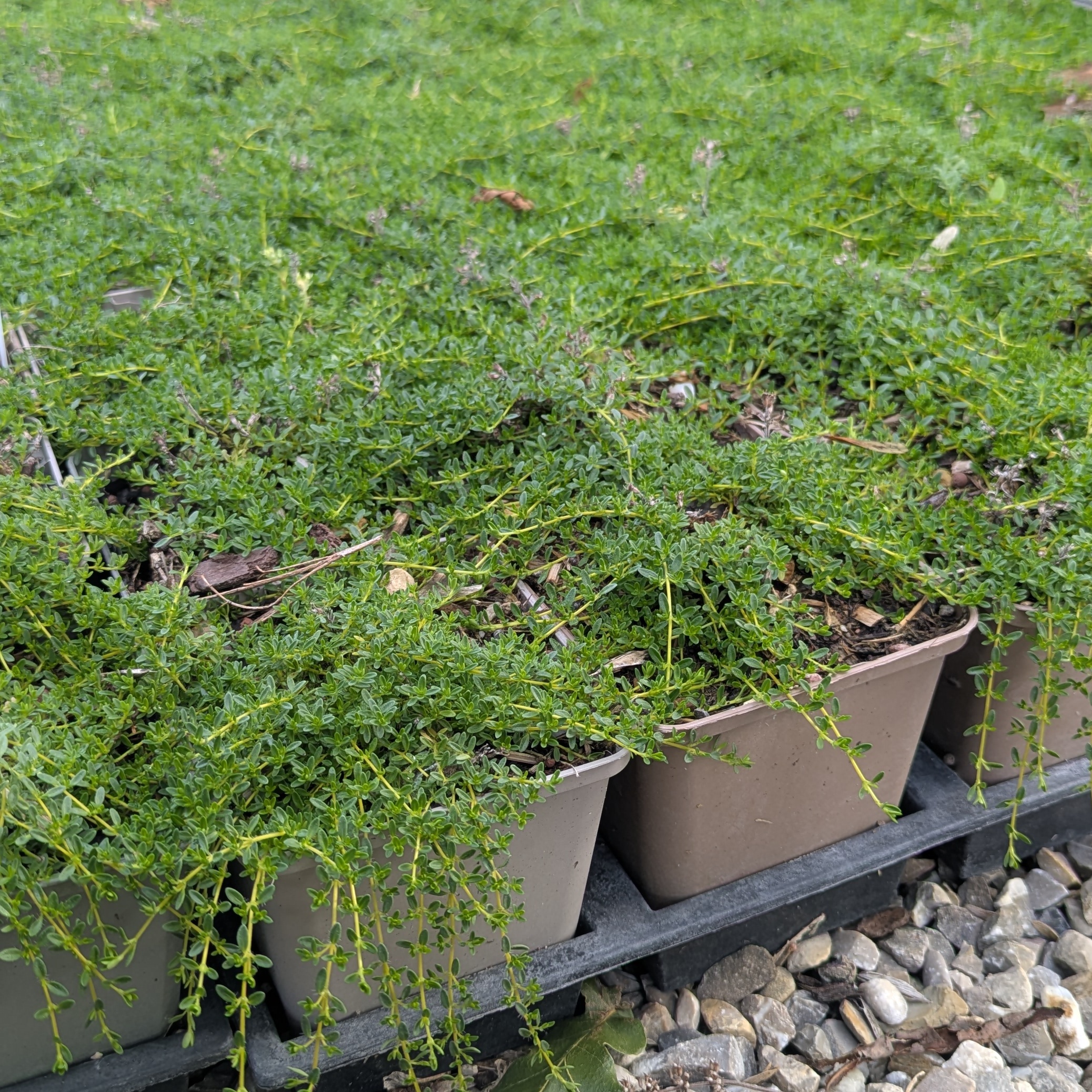 Thymus serpyllum 'Albus'