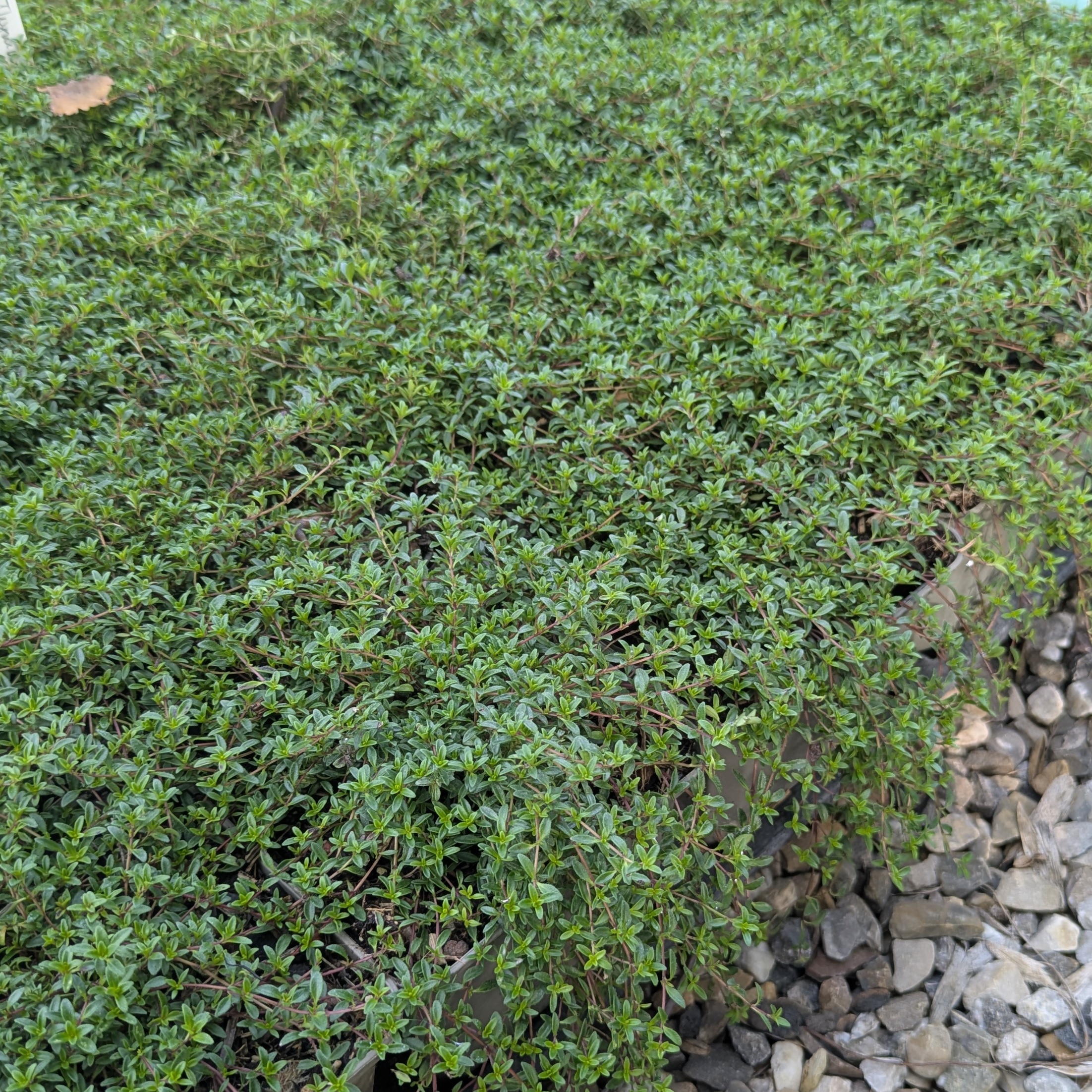 Thymus serpyllum 'Coccineus'