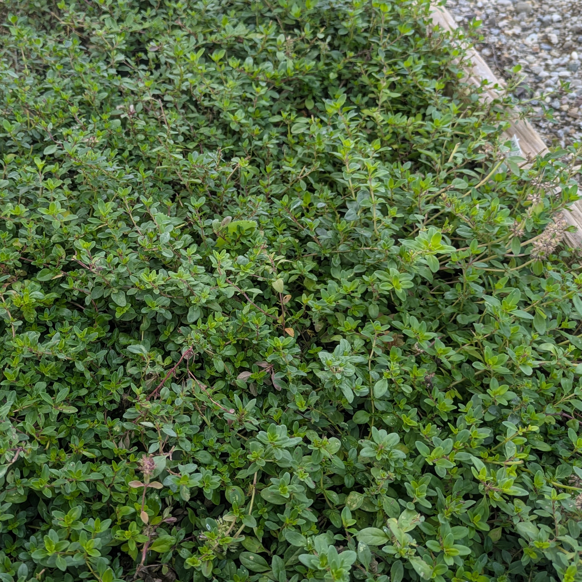 Thymus serpyllum